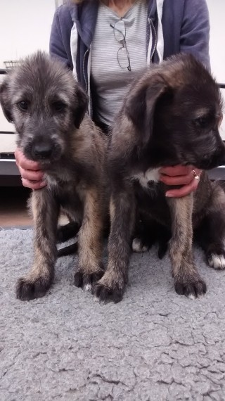 Irish Wolfhound Puppies Image eClassifieds4u