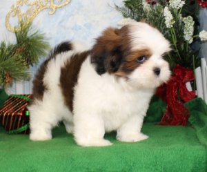 Lhasa Apso puppies Image eClassifieds4u