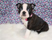 Beautiful Boston Terrier puppies Image eClassifieds4U