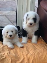 Beautiful pure Old English Sheepdogs puppies Image eClassifieds4u 2