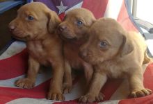 Chesapeake Bay Retriever puppies Image eClassifieds4u 3