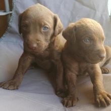 Chesapeake Bay Retriever puppies Image eClassifieds4u 1