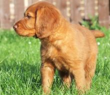 cute Irish Setter puppies Image eClassifieds4U