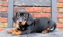 Dachshund Puppies Image eClassifieds4u 2