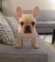 French bulldog Puppies Available Image eClassifieds4U