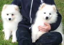 friendly Japanese Spitz puppies Ready Image eClassifieds4U
