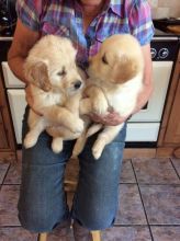 Golden Retriever puppies Image eClassifieds4u 3