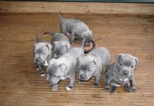 Gorgoues pedigree Staffordshire Bull Terrier Puppies for sale Image eClassifieds4u 1