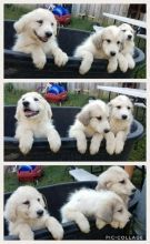 Great Pyrenees Puppies Image eClassifieds4u 1