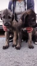 Irish Wolfhound Puppies Image eClassifieds4U