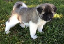 Male and female Akita Puppies Image eClassifieds4u 2