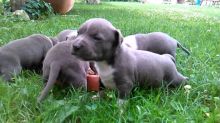 Male and female American Standfordshire puppies Image eClassifieds4u 2