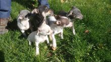 Rat terrier puppies for sale Image eClassifieds4u 2