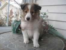 Shetland Sheepdog Image eClassifieds4U