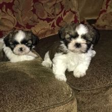 Shih Tzu puppies ready for their new and forever lovely home Image eClassifieds4u 2