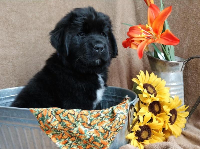 Newfoundland Puppies AVAILABLE FOR SALE Image eClassifieds4u