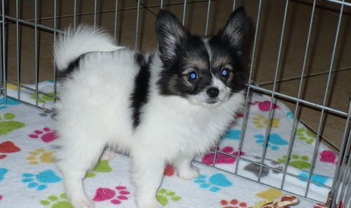 Papillon puppies ready Image eClassifieds4u