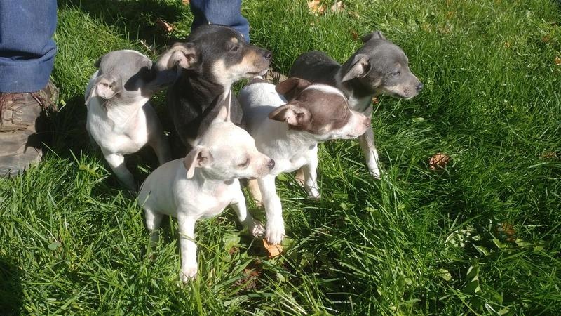 Rat terrier puppies for sale Image eClassifieds4u
