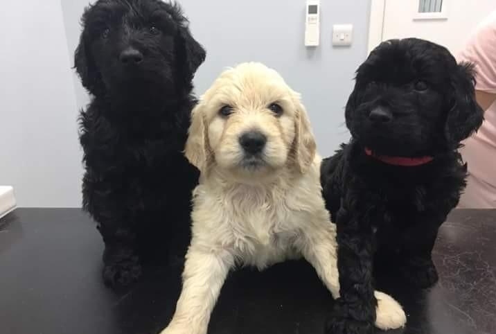 Standard Goldendoodle Pups Ready Now Image eClassifieds4u