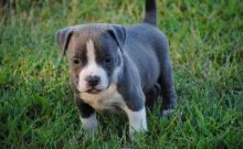 CHAMPION BLUE NOSE AMERICAN PITBULL TERRIER PUPPY FOR ADOPTION