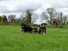 Airedale Terrier puppies ready