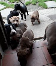 American Pitt Bull Terrier puppies