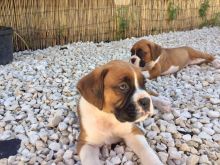 Boxer puppies