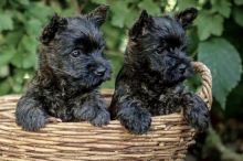 Cairn Terrier puppies