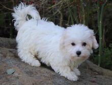 CKC Coton De Tulear puppies!!