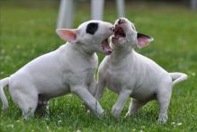 C.K.C MALE AND FEMALE BULL TERRIER PUPPIES AVAILABLE