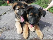 German shepherd puppies.