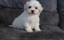 Havanese puppies