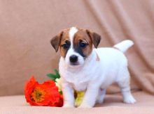 Jack Russell puppies