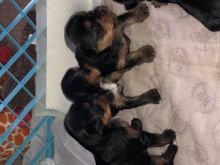 Yorkie puppies