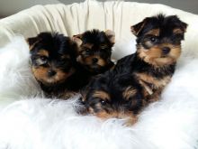Yorkie puppies ready