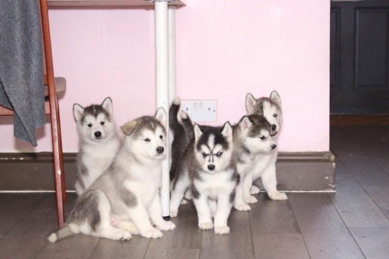Alaskan Malamute Puppies Ready For New Homes Now! Image eClassifieds4u