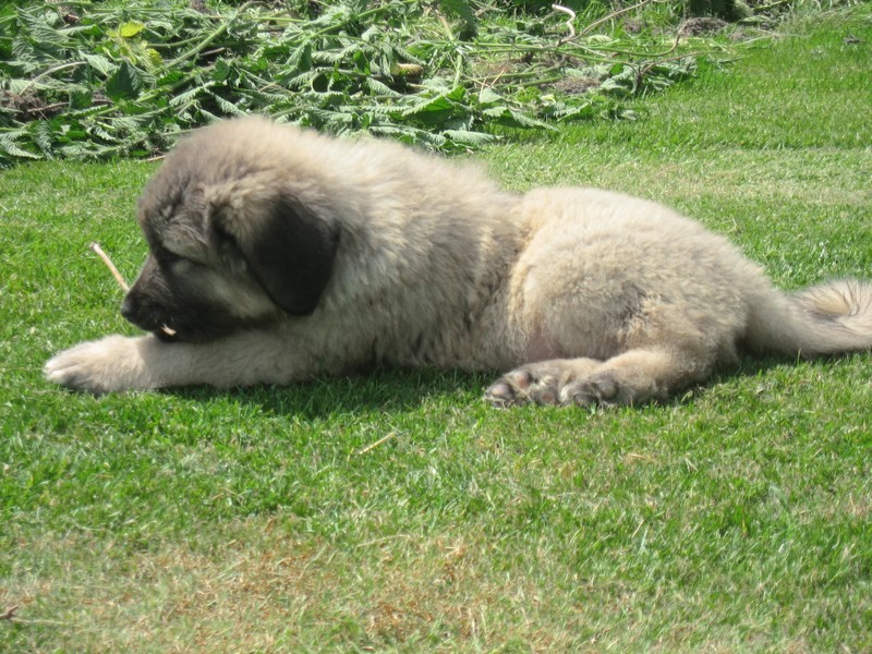 Beautiful Caucasian Shepherd puppies! Image eClassifieds4u