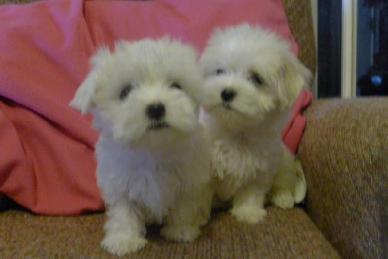Beautiful white Maltese puppies available! Image eClassifieds4u