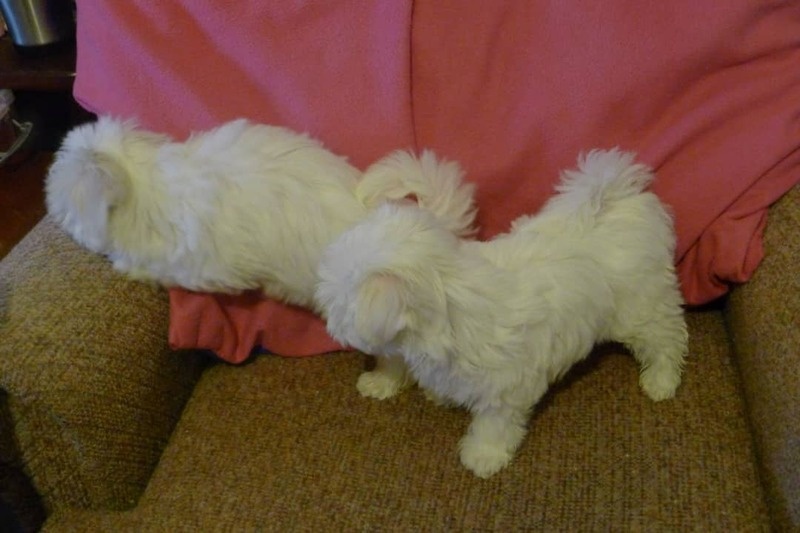 Beautiful white Maltese puppies available! Image eClassifieds4u
