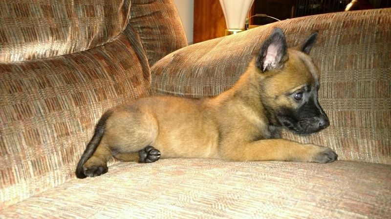 Belgian Malinois puppies Image eClassifieds4u