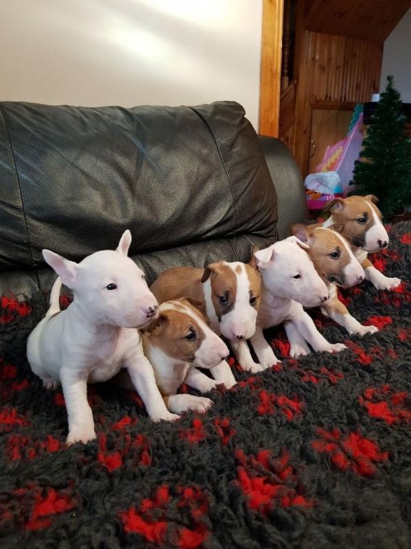 Bull Terrier puppies Image eClassifieds4u