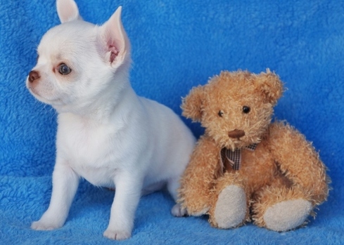 Chihuahua puppies ready Image eClassifieds4u