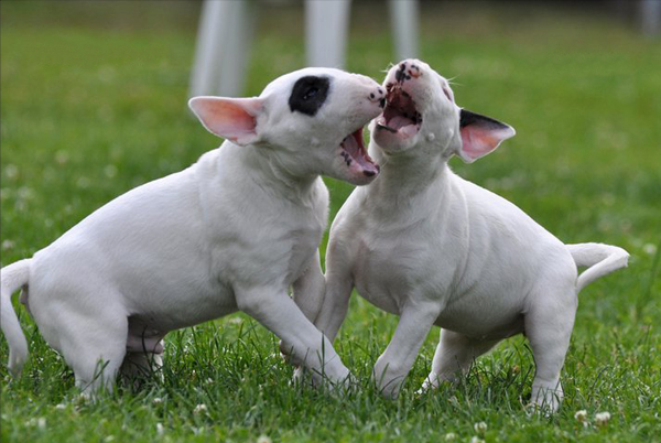 C.K.C MALE AND FEMALE BULL TERRIER PUPPIES AVAILABLE Image eClassifieds4u