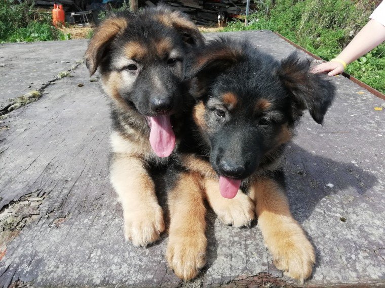 German shepherd puppies. Image eClassifieds4u