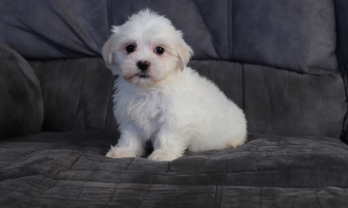 Havanese puppies Image eClassifieds4u