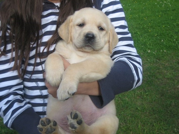 Labrador Retriever puppies Image eClassifieds4u