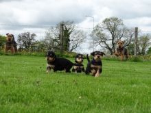 Airedale Terrier puppies ready Image eClassifieds4U