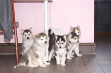 Alaskan Malamute Puppies Ready For New Homes Now! Image eClassifieds4U