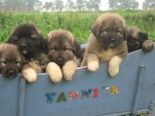 Beautiful Caucasian Shepherd puppies! Image eClassifieds4u 1