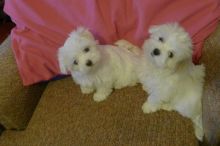 Beautiful white Maltese puppies available! Image eClassifieds4u 1